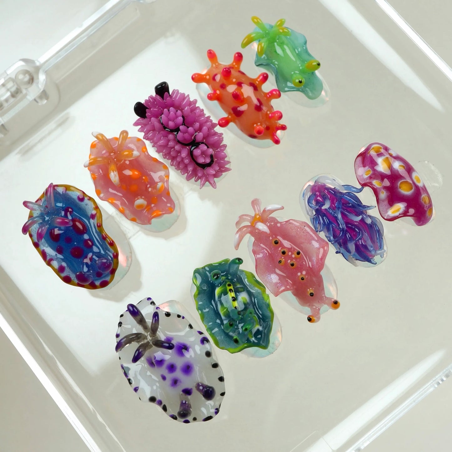 Sea Slug Color