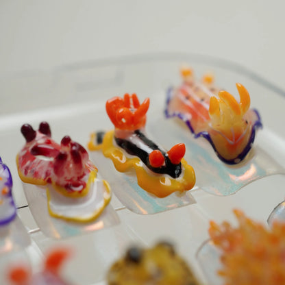 Reef Oddities